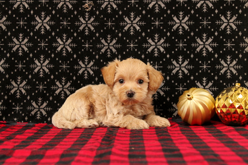 puppy, for, sale, Maltipoo, Matthew B. Stoltzfus, dog, breeder, Gap, PA, dog-breeder, puppy-for-sale, forsale, nearby, find, puppyfind, locator, puppylocator, aca